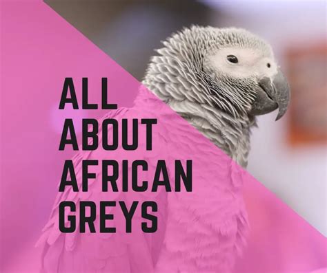 African grey parrots a complete guide. - Il manuale del giovane maker come coinvolgere ragazzi e ragazze nel faidate digitale edizione italiana.