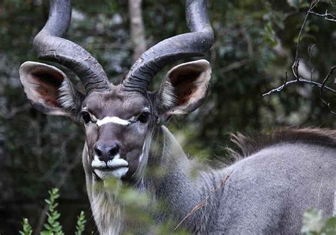 African horned. Things To Know About African horned. 