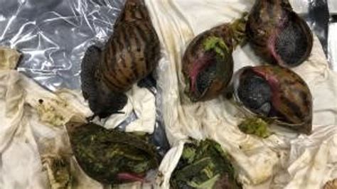 African land snails found in luggage at Michigan airport