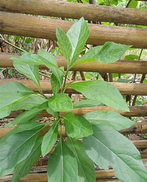 African leaves for stroke in nigeria.  The oldest existing examples of...