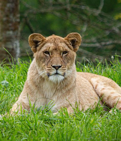 African lion Whipsnade Zoo