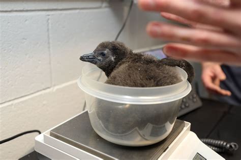 African penguin chick hatches at New England Aquarium