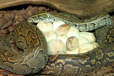 African rock python length.  The snake reproduces by egg Learn about the physical char...