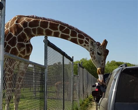 African safari wildlife park. Things To Know About African safari wildlife park. 