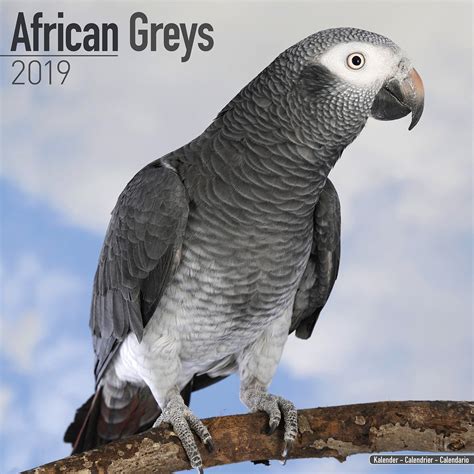 Read Online African Grey Calendar  African Grey Parrot Calendar  Parrot Calendar  Calendars 2019  2020 Wall Calendars  Bird Calendars  Monthly Wall Calendar By Avonside By Not A Book