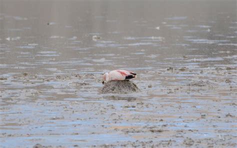 After a Wet Winter, Tracking Flamingo Populations …