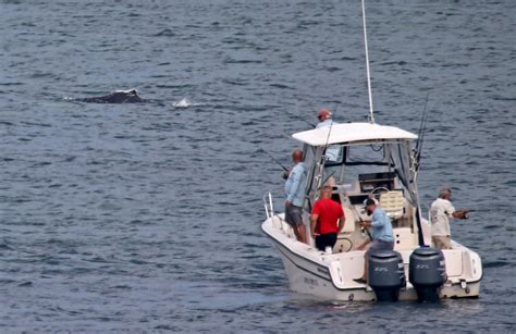 After humpback whale breached onto boat off Plymouth last summer, NOAA offers safety tips for navigating near whales