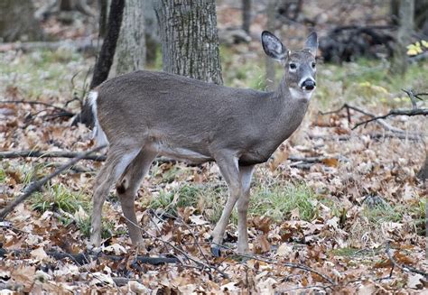 After legal disputes and death threats, Montreal suburb deer cull to go ahead in 2024