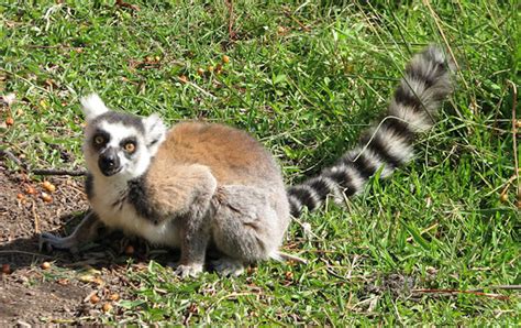 After lemur attack, Austin animal rules may change