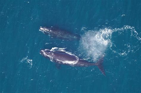 After years of decline, endangered right whale population could be levelling off