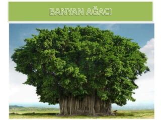 Agaclar Halı ve Koltuk Yıkama