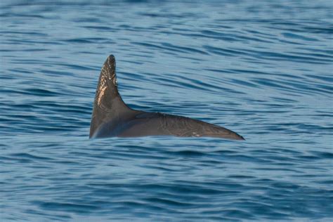 Against all odds, Mexico’s endangered vaquita porpoise is hanging on in Gulf of California