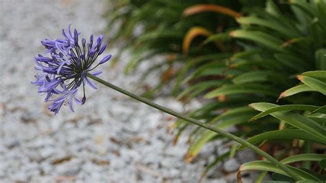 Agapanthus hailed as