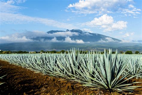 Agave jalisco. Things To Know About Agave jalisco. 