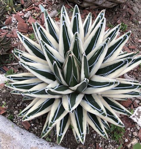 Agave white rhino. Things To Know About Agave white rhino. 
