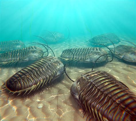 Age of trilobites. Trilobite Family Diversity over the Paleozoic Era. Although trilobites are the signature organism of the Paleozoic, first appearing in the Early Cambrian, their peak diversity was in the early Paleozoic, and they began a general decline in the upper Paleozoic (despite bursts of adaptive radiations in the Ordovician, Silurian, and Devonian periods), and that ended with their extinction in the ... 
