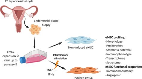 Ageing, a modulator of human endometrial stromal cell ... - PubMed