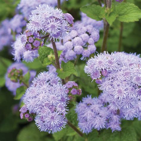 Ageratum Seeds Johnny