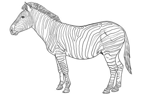 Aggregate 89+ animal print sketch best in.eteachers