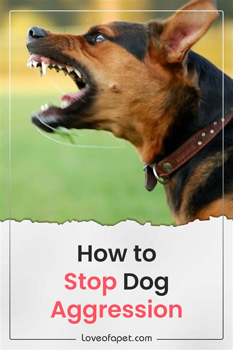 Aggressive Dog Training How to Stop Dog Aggression Dog …