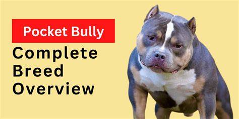 Aggressive pocket bully.  Explore their characteristics, behavioral patterns, and ti...