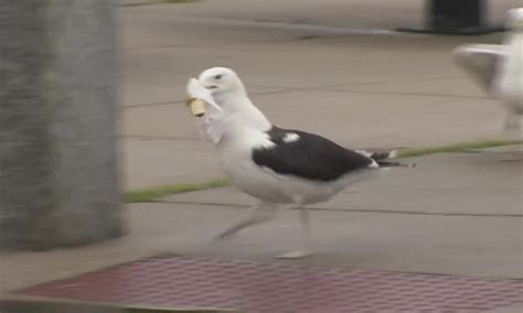 Aggressive seagulls force popular South Boston restaurant to shut down outdoor dining