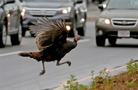 Aggressive turkeys reportedly ‘following’ and ‘intimidating’ Massachusetts residents