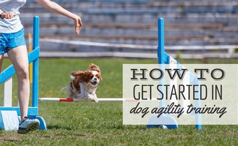 Agility dog training near me. Agility is a wicked fun and very popular dog sport where a handler directs their dog around a timed obstacle course. Dogs of any any age and any breed can do agility for fun. ... Pre-competition Agility. For dogs just starting to compete in any agility trial venue from AKC, USDAA, NADAC, CPE, or UKI. Six Week Course $200. Wednesdays 7:30 Sorry ... 