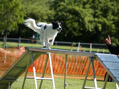 Agility for dogs near me. If you’re a dog lover, chances are you’ve heard of the adorable and energetic Jack Russell Terrier. These small but mighty dogs are known for their intelligence, agility, and playf... 