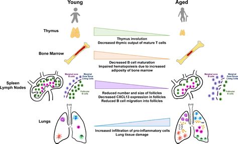 Aging Changes in Immunity