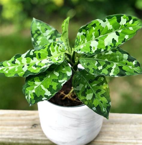 Aglaonema pictum tricolor. Aglaonema Pictum Tricolor is from the Araceae (Arum) family. It features camouflage patterns on its large and ovate leaves. It stays compact, growing up to 1-2 feet tall. grows up to 2 feet tall. The leaves … 