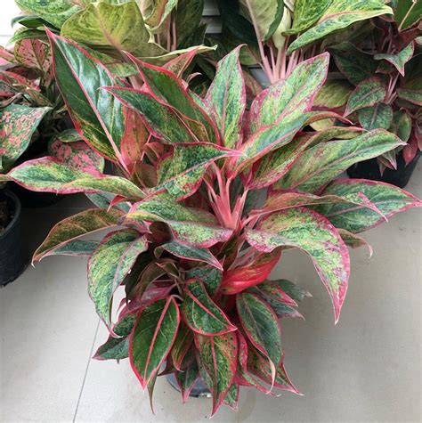 Aglaonema siam aurora. Aglaonema Siam Aurora is a tropical evergreen perennial with beautifully pointed leaves that are an exotic shade of red and green. Like the cultivar “Siam … 