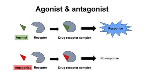 Agonist antagonist