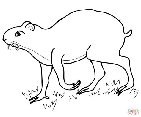 Agouti Coloring