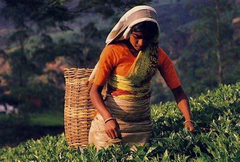 Agrarklimatologische theorie und ökonomische praxis des teeanbaus in sri lanka. - Pourquoi prendre le rire au sérieux?.