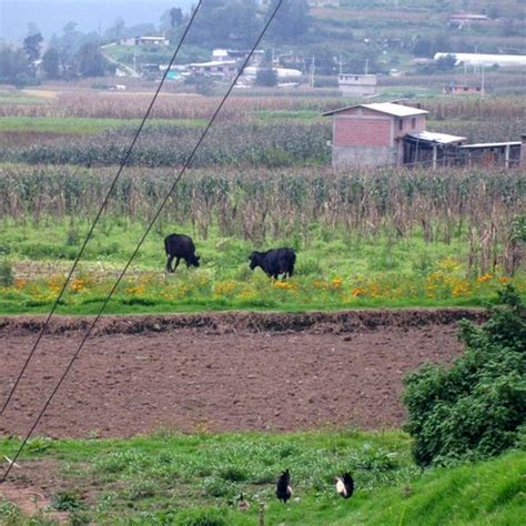 Agricultura en Toluca