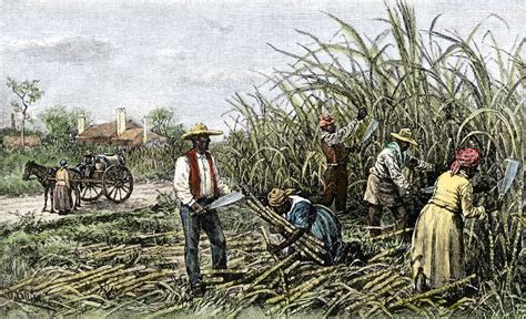 Agriculture arose in north america and western hemisphere more generally. Things To Know About Agriculture arose in north america and western hemisphere more generally. 