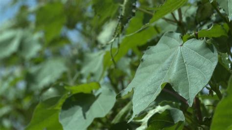 Agriculturists hope for recovery this winter after scorching Central Texas summer