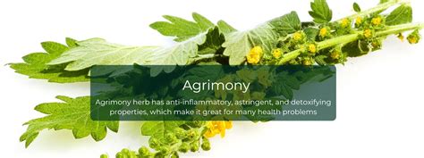 Agrimony Health Benefits & Uses - Joyful Belly School of Ayurveda