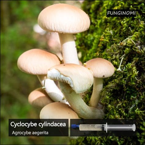 Agrocybe aegerita - an overview ScienceDirect Topics