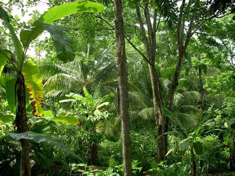 Agroforestry in Tropics