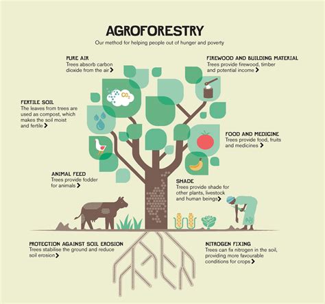 Agroforestry systems for sustainable livelihoods a