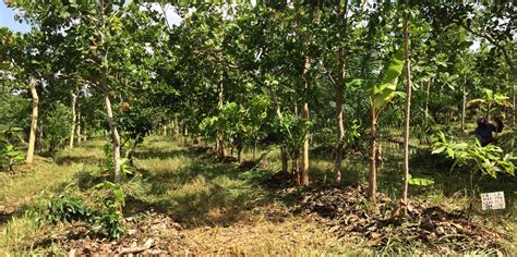 Agroforestry systems for sustainable livelihoods a