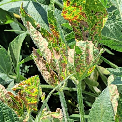 Agronomic ALERT Sudden Death Syndrome in Soybean Northern US 2