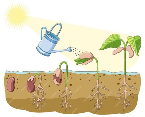 Agua y germinacion de semillas