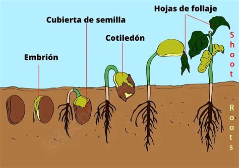 Agua y germinacion de semillas