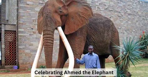 Ahmed of Marsabit was and still is the most famous Elephant ever to have roamed the African continent. The territory around Mount Marsabit in Kenya may alway.... 