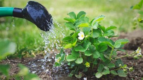 Ahorros de Agua en Plantas de Alimentos