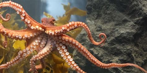Ahtapotlar : Denizlerin Yaramazları Octopus vulgaris. 