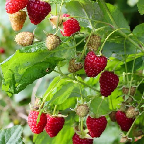 veodersti.rgarabwor.edu.pl. 